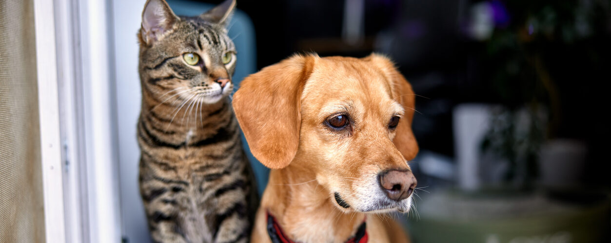 Hond en kat, chipplicht
