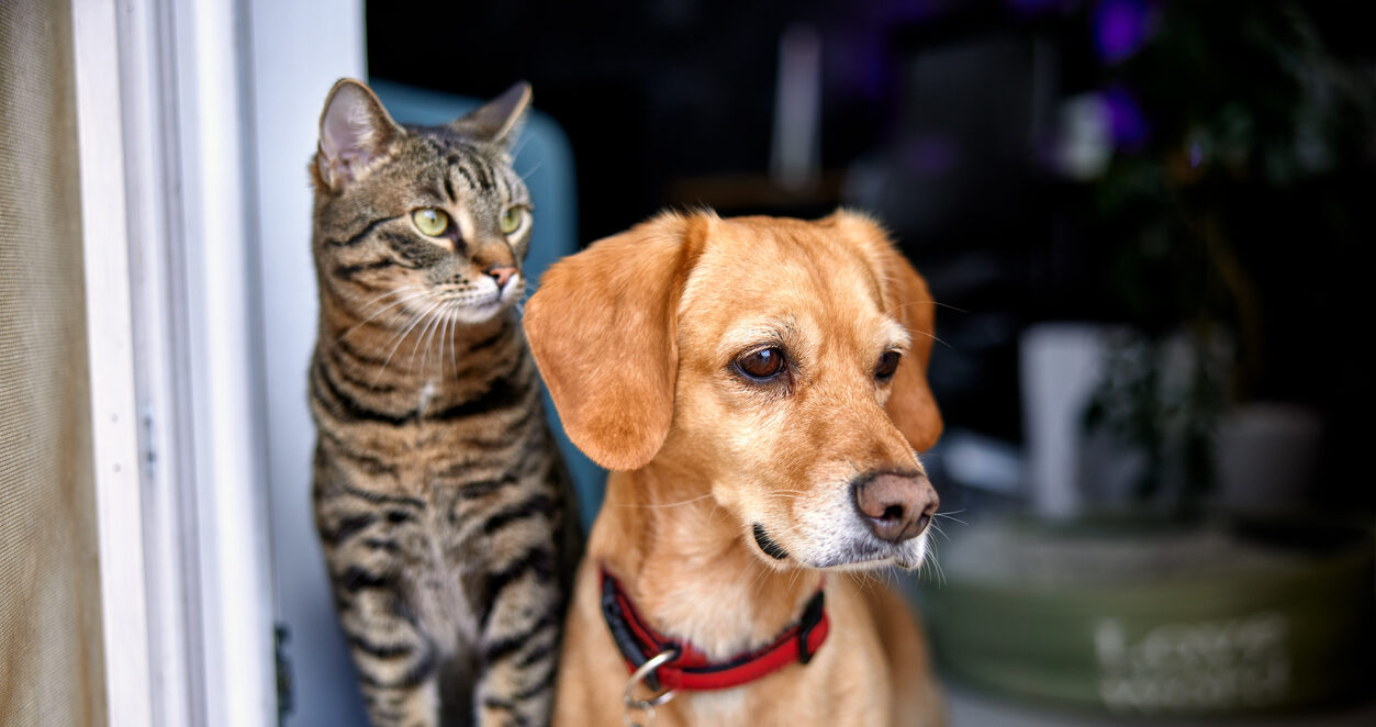 Hond en kat, chipplicht