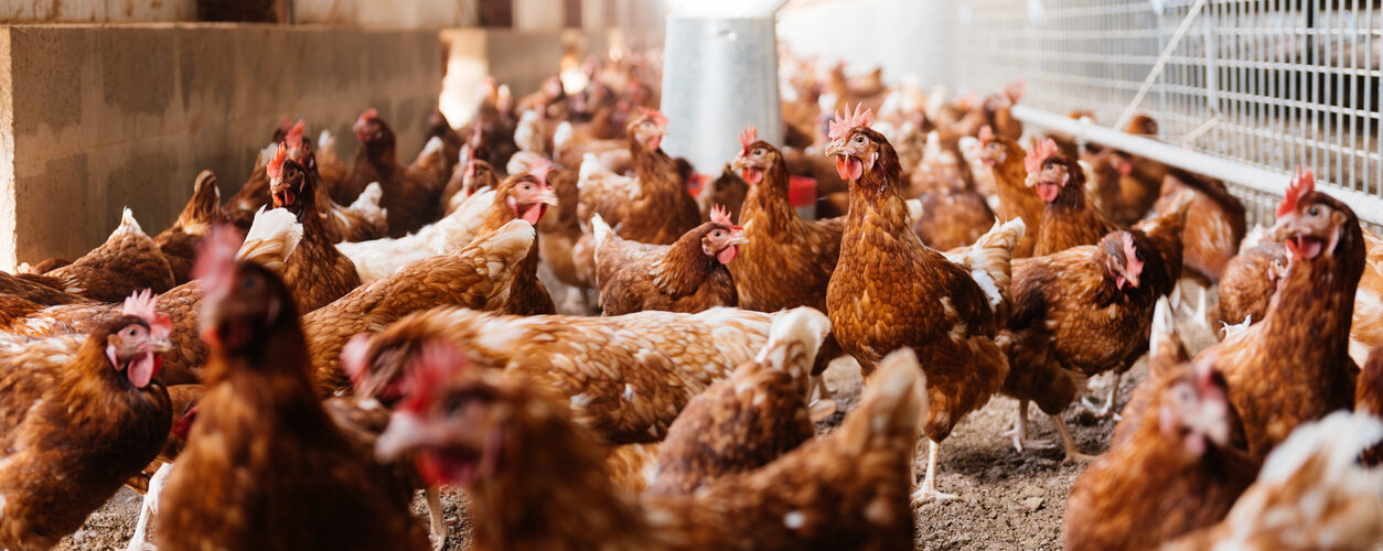 Oekraïense legkippen op een pluimveeboerderij – symbool voor zorgen over vrije handel in landbouwproducten.