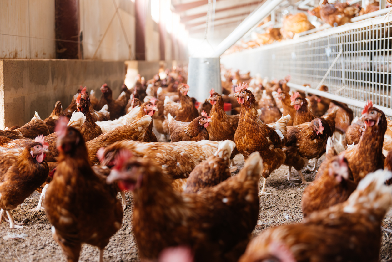 Oekraïense legkippen op een pluimveeboerderij – symbool voor zorgen over vrije handel in landbouwproducten.