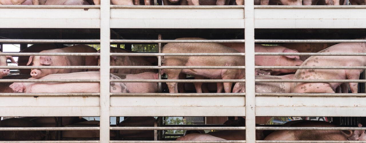 plenty pigs during transport by truck