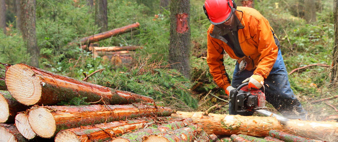 The Lumberjack working in a forest. Harvest of timber. Firewood as a renewable energy source. Agriculture and forestry theme. People at work.