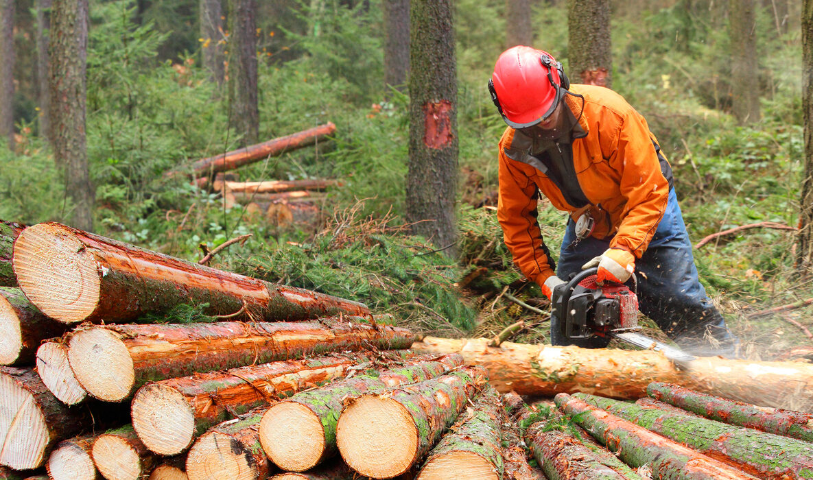 The Lumberjack working in a forest. Harvest of timber. Firewood as a renewable energy source. Agriculture and forestry theme. People at work.