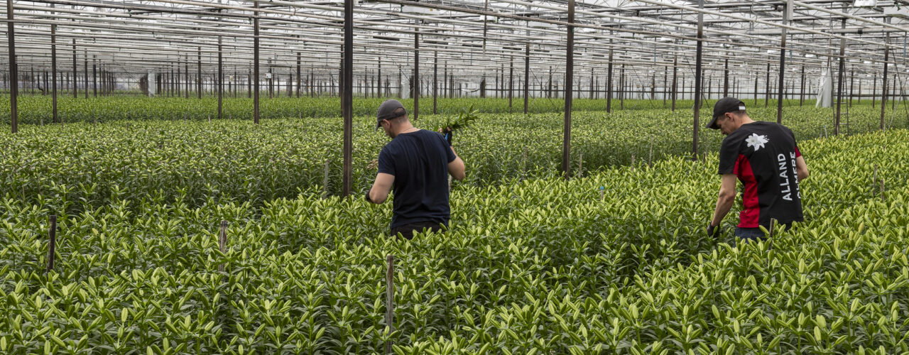Almere, Netherlands, April 1, 2023; Workers harvest lilies and cut them fresh in Dutch greenhouses.