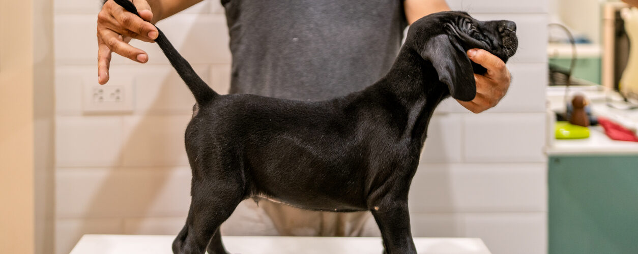 Fokker van honden bekijkt zwarte labrador.