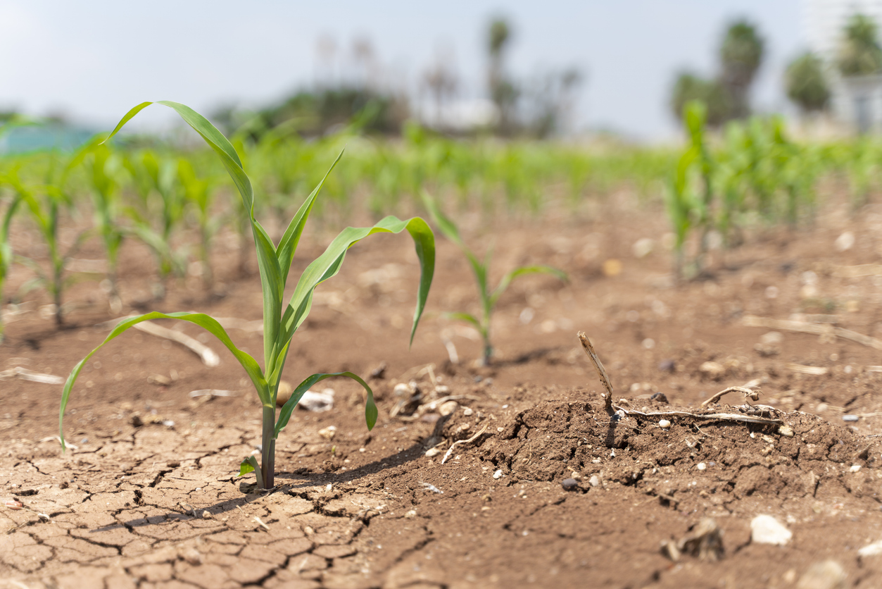 Nieuwe EU-regels over gewassen in tijden van droogte.
