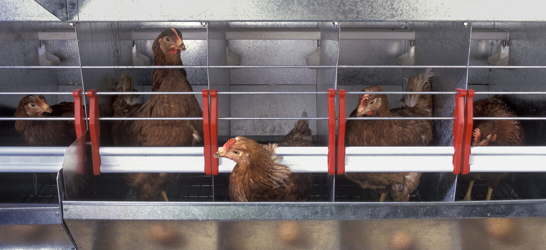 Kippen in een stal, onderwerp van de nieuwe Europese dierenwelzijnsregels