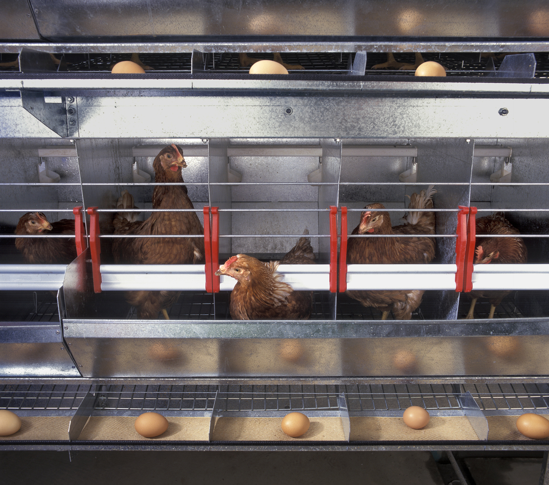 Kippen in een stal, onderwerp van de nieuwe Europese dierenwelzijnsregels