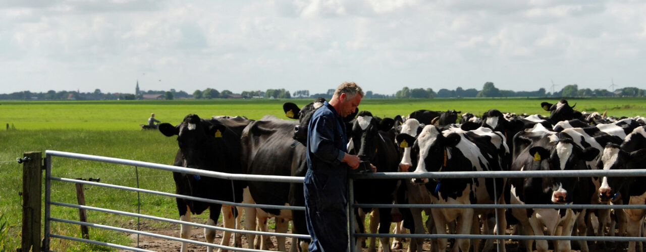 Koeien in een Nederlandse weide, onderwerp van de Europese veehouderijstrategie