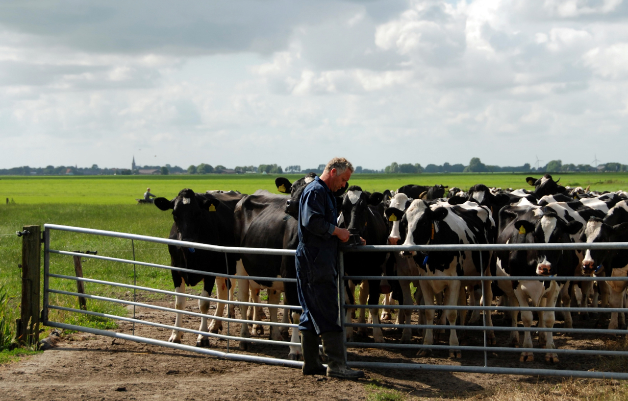 Koeien in een Nederlandse weide, onderwerp van de Europese veehouderijstrategie