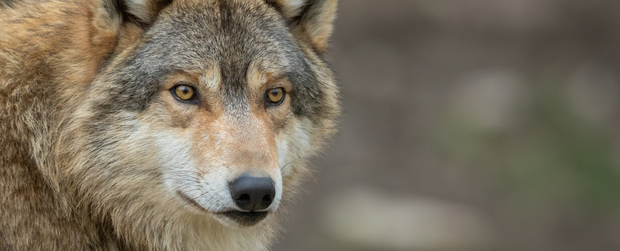 Minder wolven in Nederland.