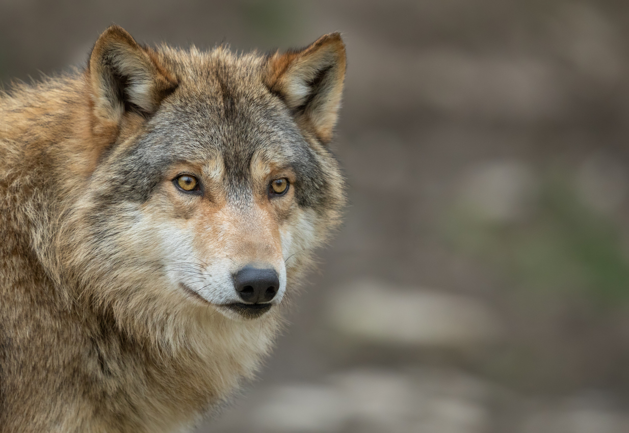Minder wolven in Nederland.