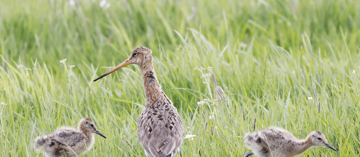 Weidevogel in natuurherstelplan.