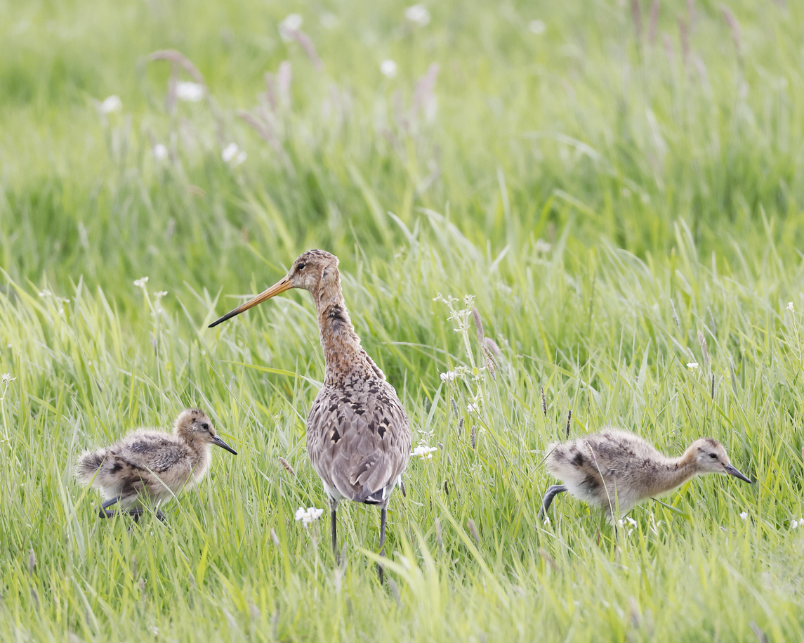 Weidevogel in natuurherstelplan.